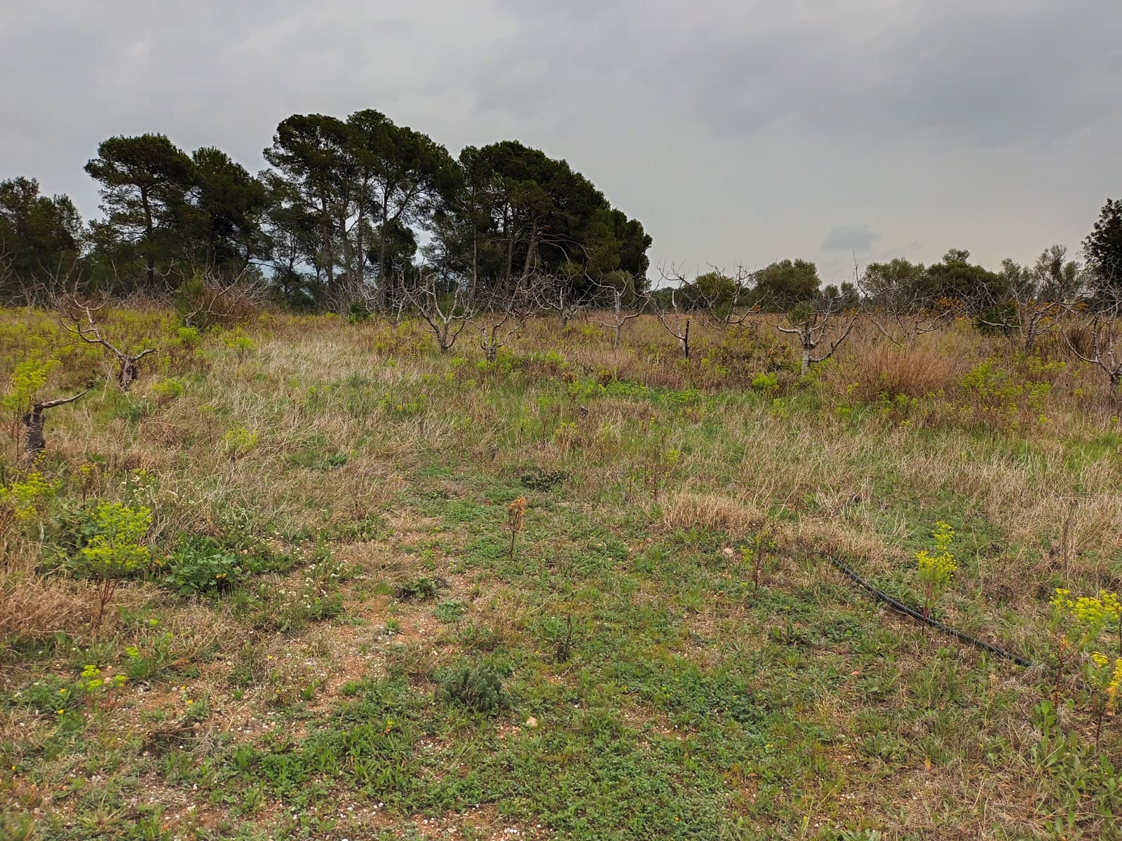 Finca/Landehus til salg i Rasquera - € 32.000 (Ref: 6781323)