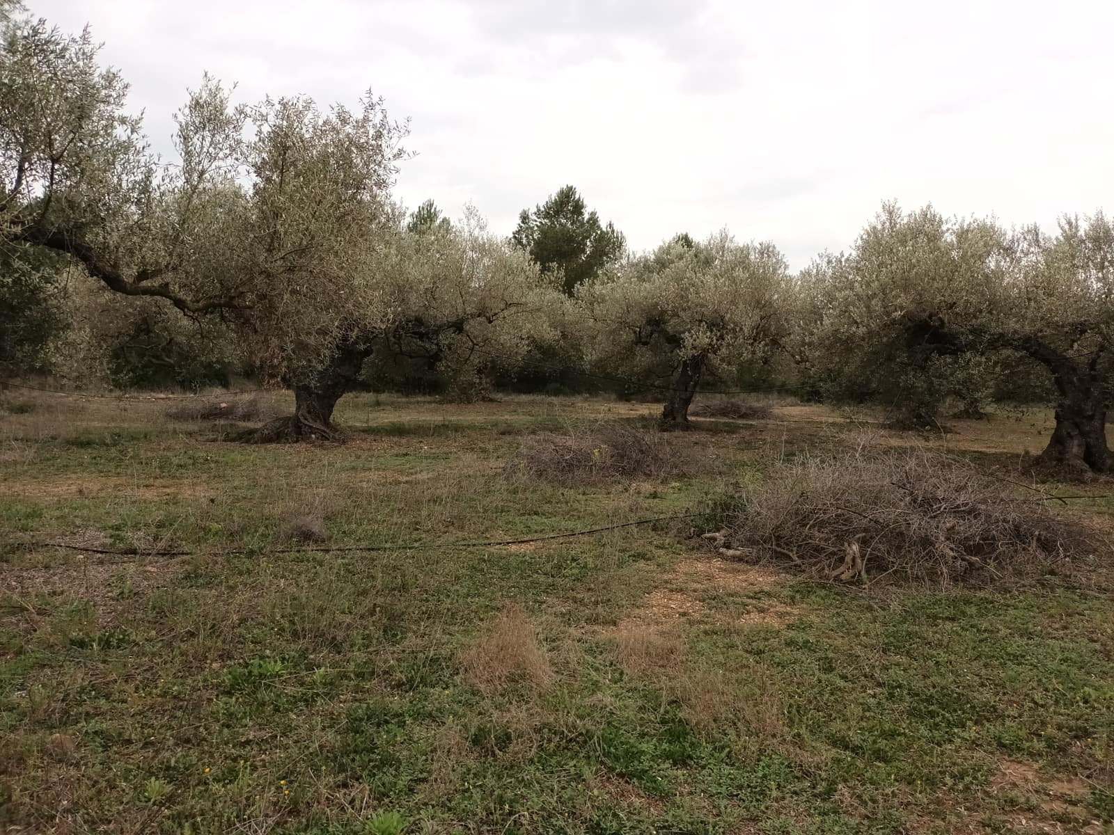 Finca/Landehus til salg i Rasquera - € 30.000 (Ref: 6783783)