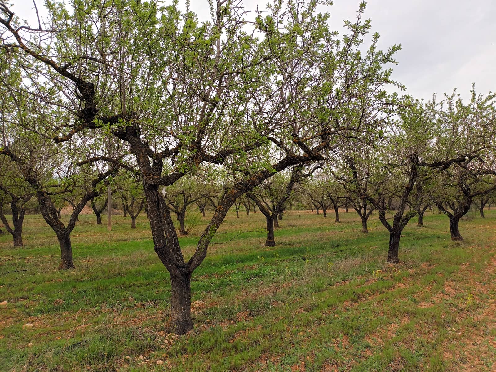 Finca/Landehus til salg i Rasquera - € 30.000 (Ref: 6783783)