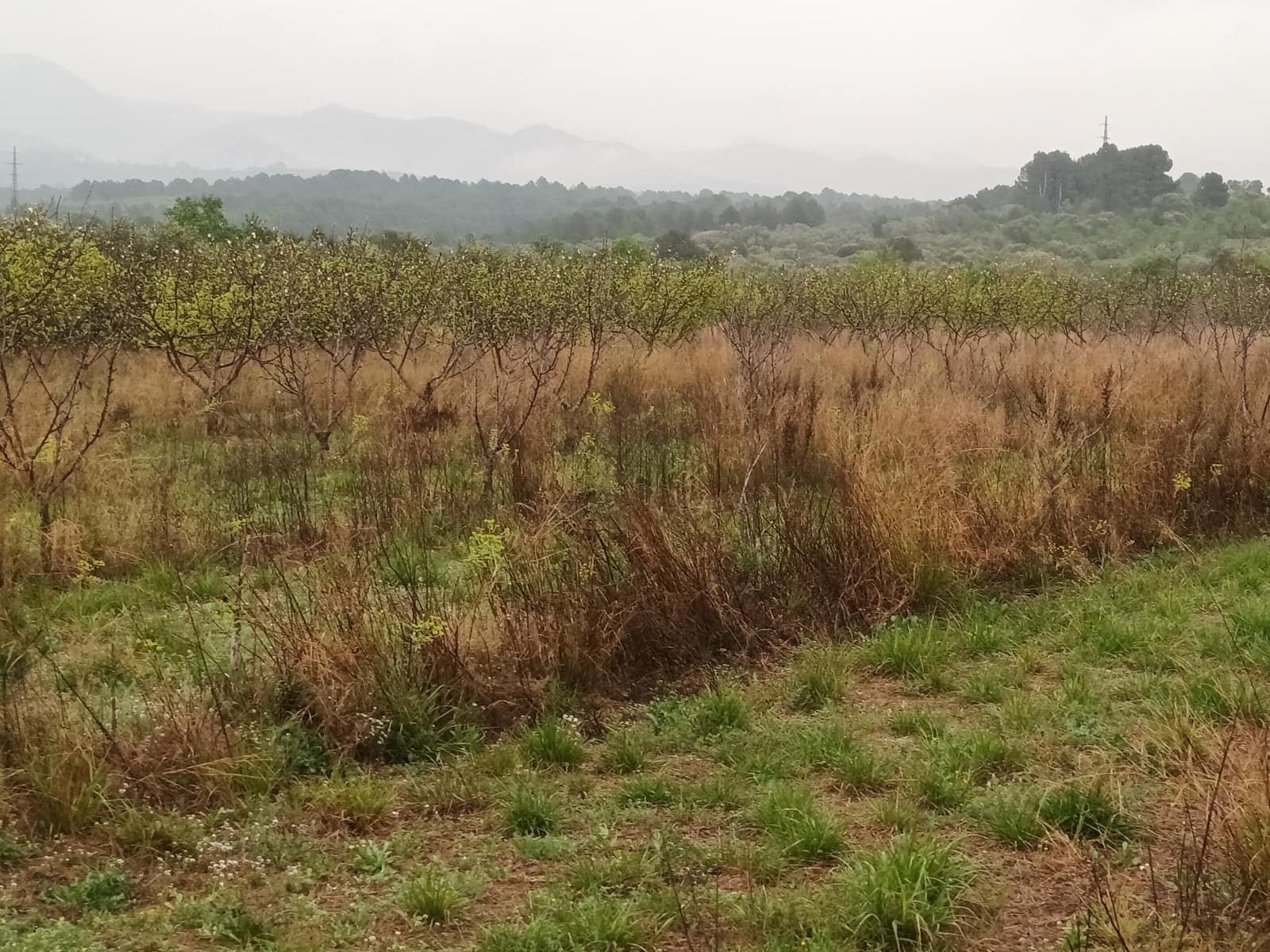 Finca/Landehus til salg i Mora la Nova - € 75.000 (Ref: 6783784)