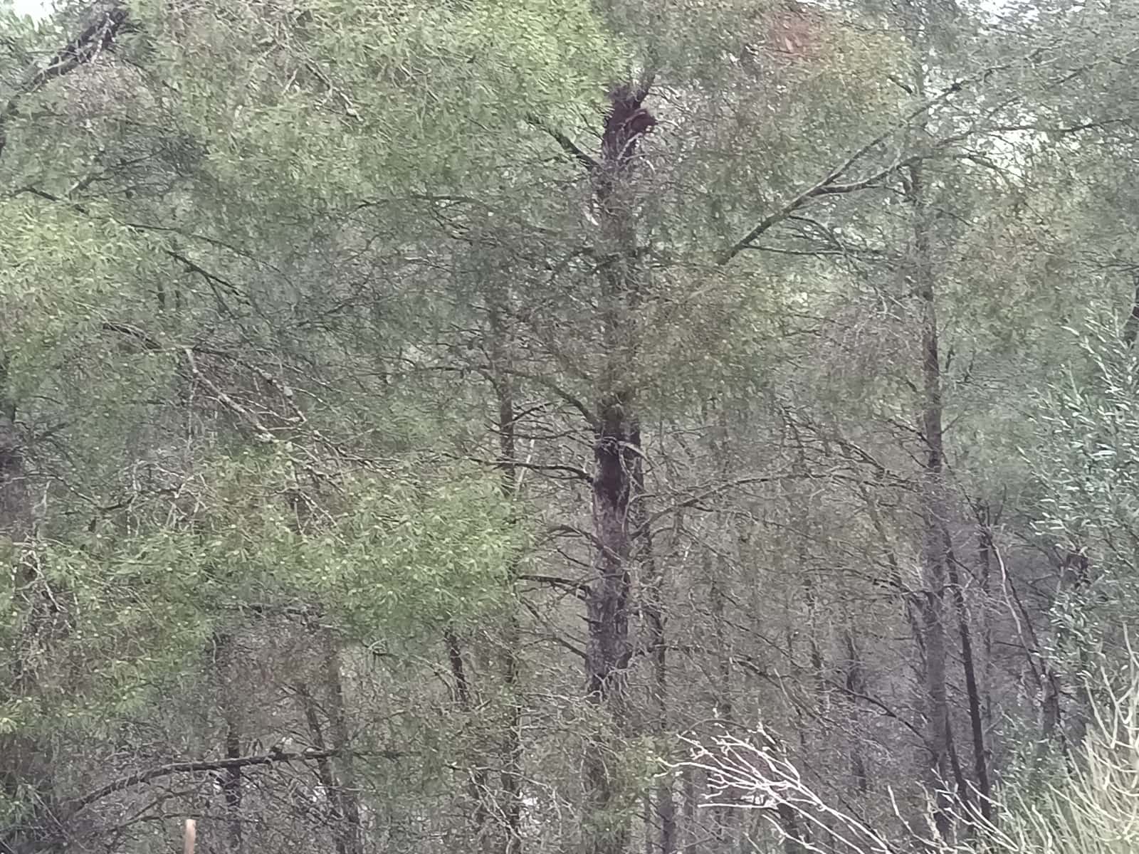 Finca/Landehus til salg i Mora la Nova - € 75.000 (Ref: 6783784)