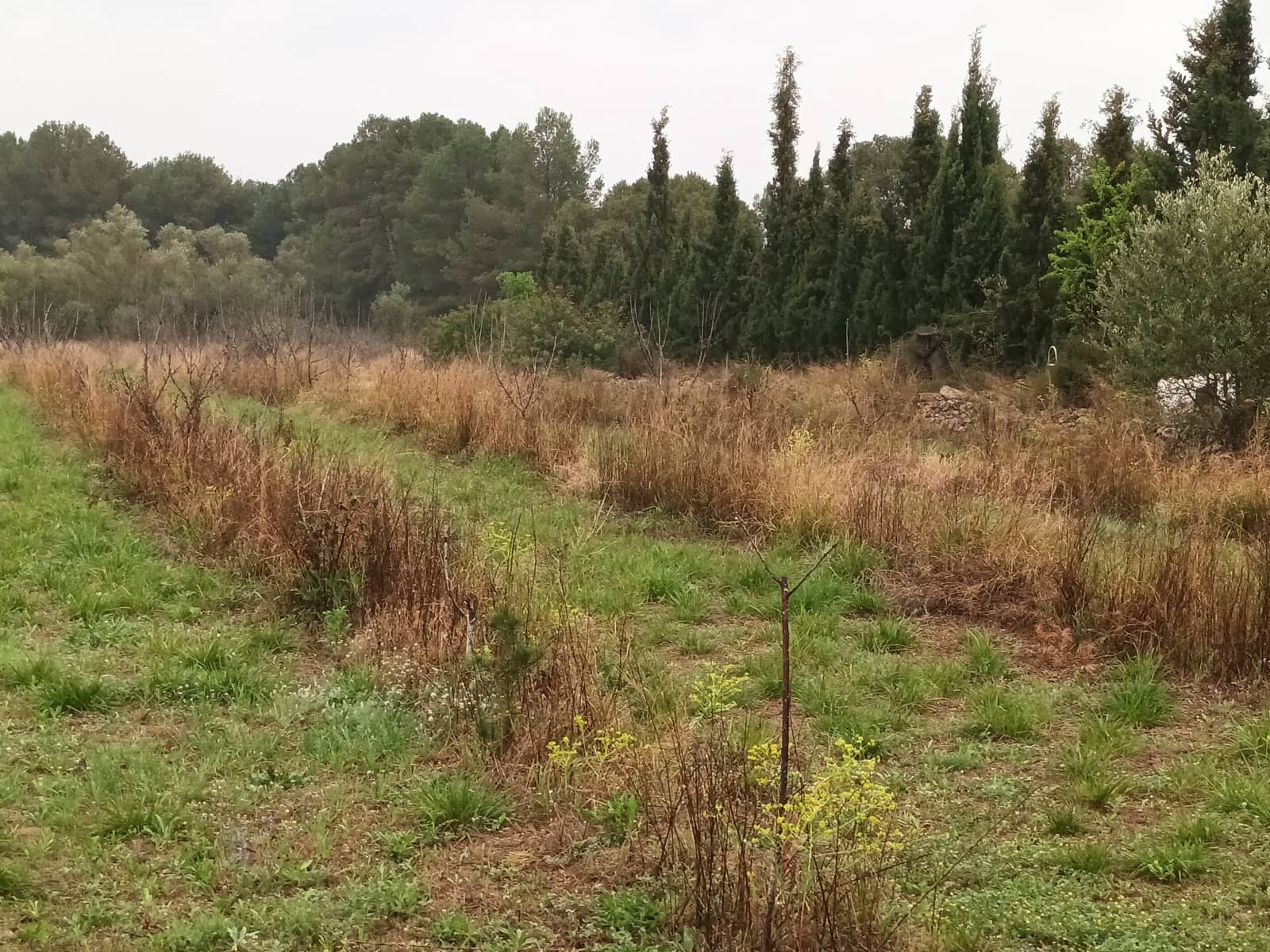 Finca/Landehus til salg i Mora la Nova - € 75.000 (Ref: 6783784)