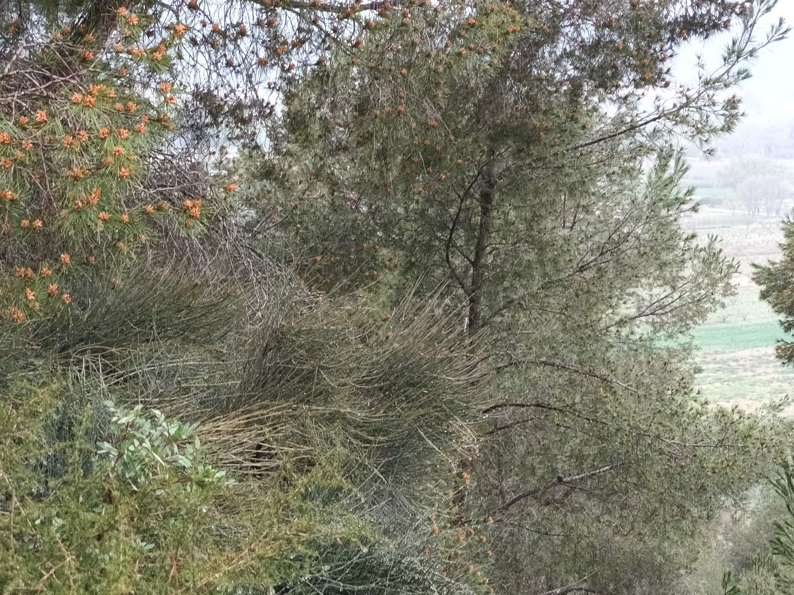 Finca/Landehus til salg i Mora la Nova - € 75.000 (Ref: 6783784)