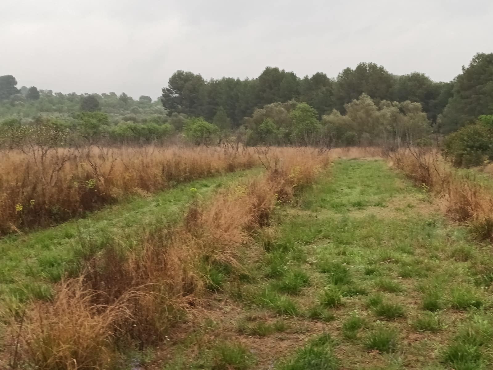 Finca/Landehus til salg i Mora la Nova - € 75.000 (Ref: 6783784)