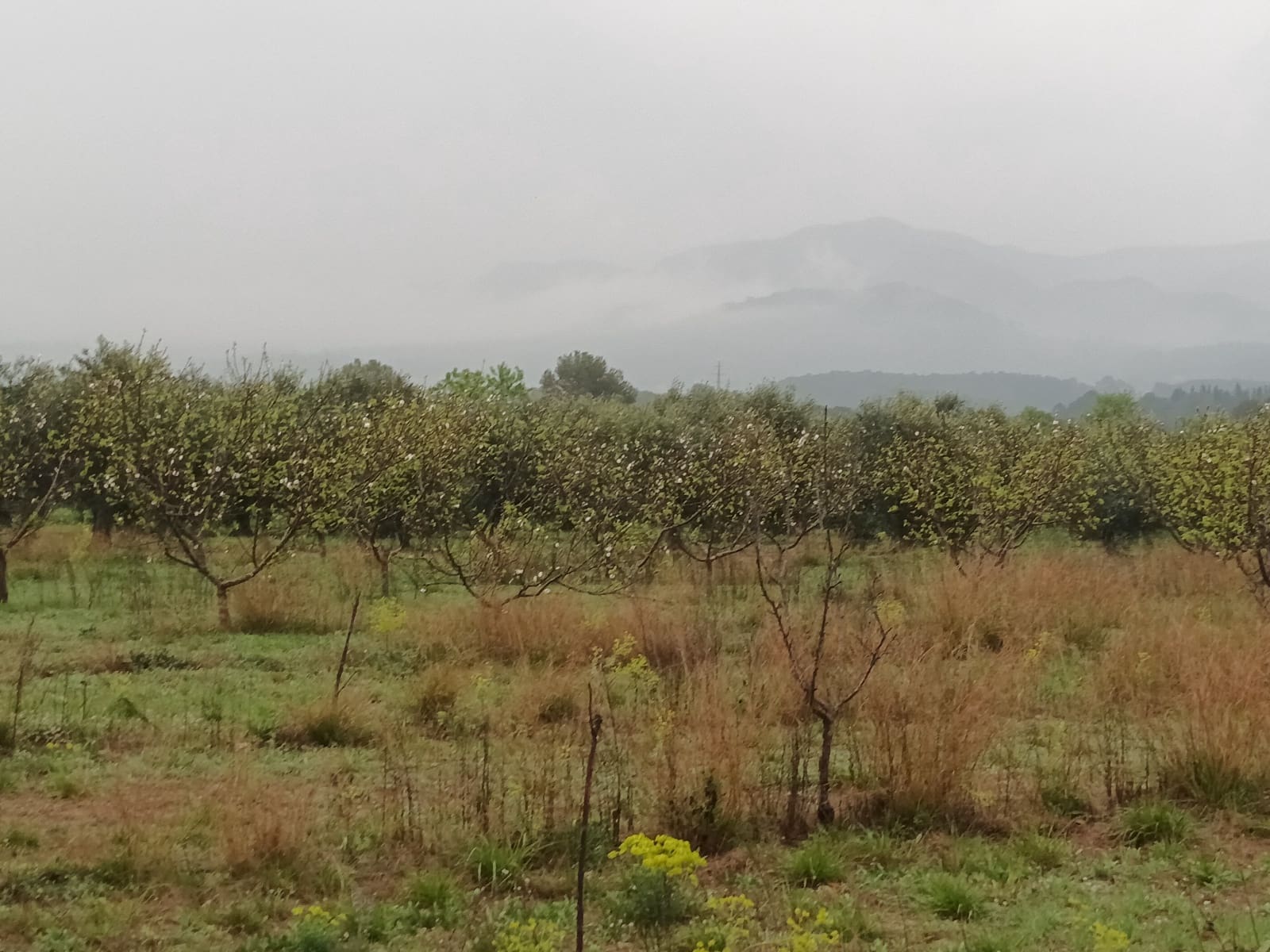 Finca/Landehus til salg i Mora la Nova - € 75.000 (Ref: 6783784)