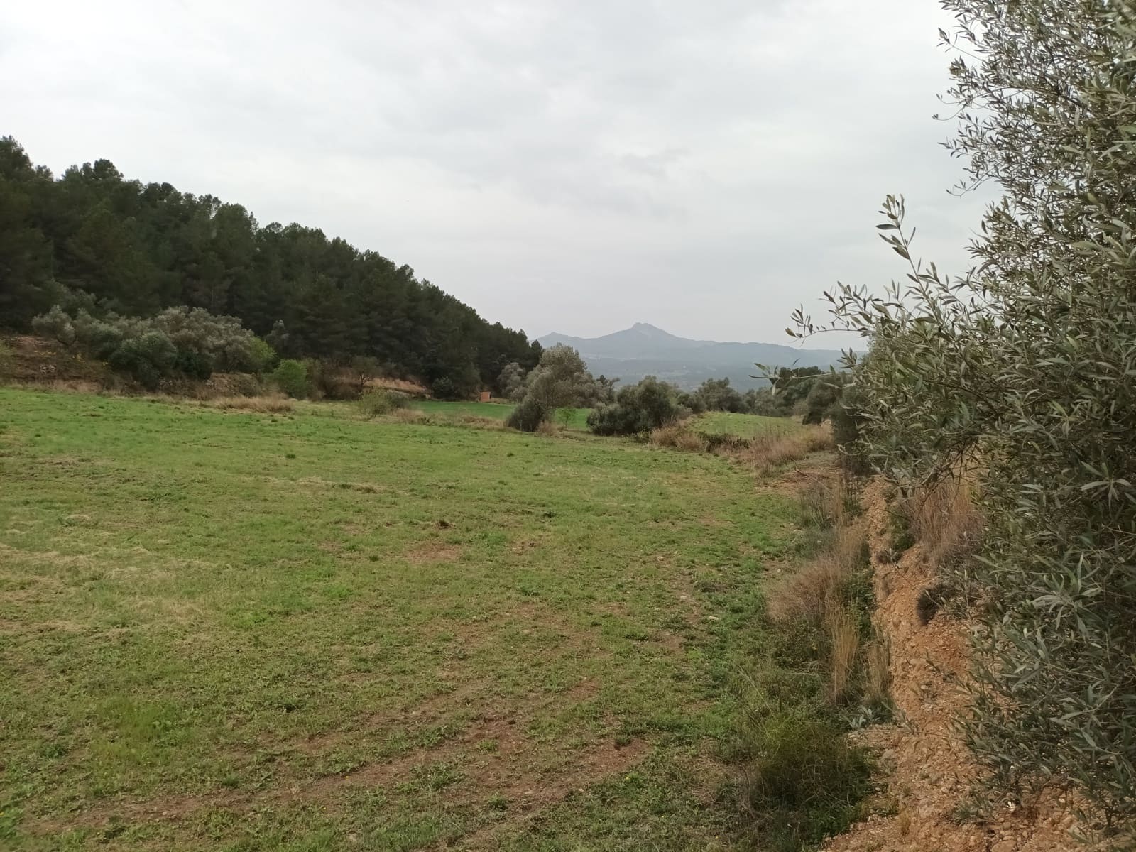 Finca/Landehus til salg i Mora la Nova - € 75.000 (Ref: 6783784)