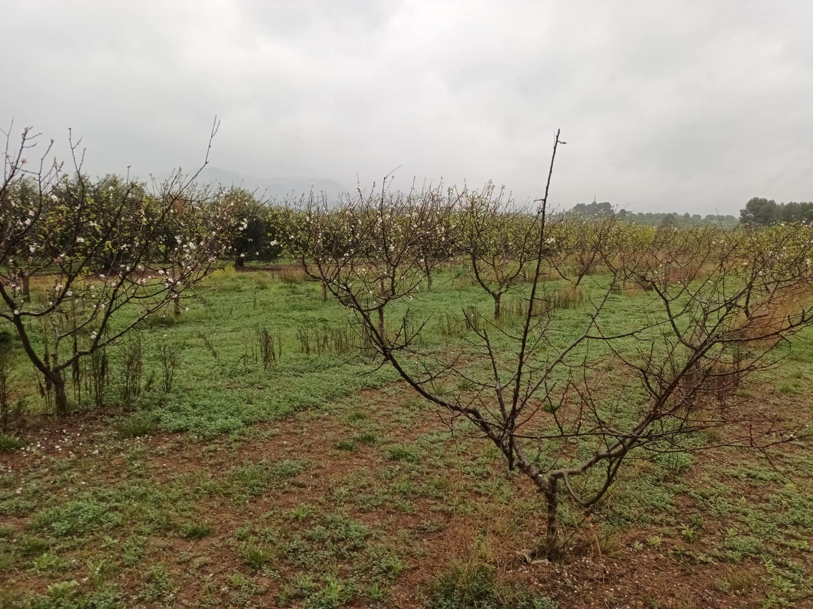 Finca/Landehus til salg i Mora la Nova - € 75.000 (Ref: 6783784)