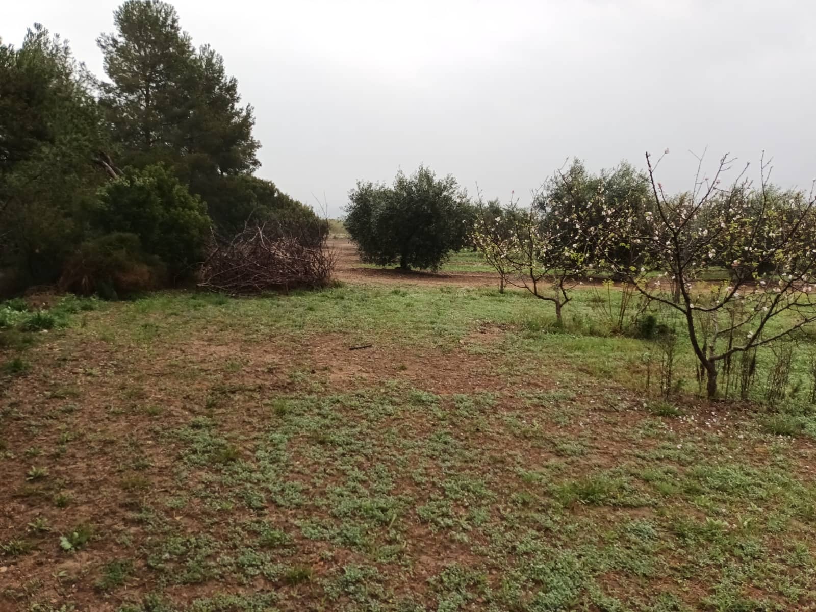 Finca/Landehus til salg i Mora la Nova - € 75.000 (Ref: 6783784)