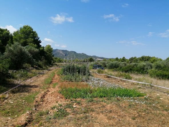 Finca/Country House for sale in Ginestar - € 20,000 (Ref: 6850704)