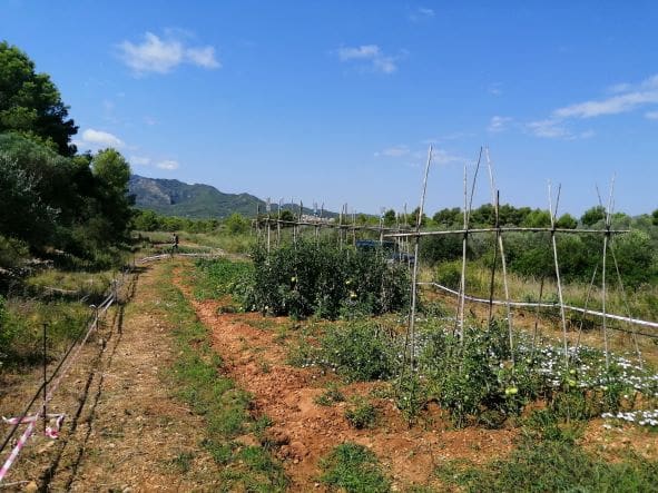 Finca/Country House for sale in Ginestar - € 20,000 (Ref: 6850704)