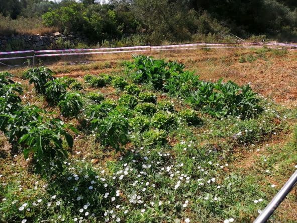 Finca/Country House for sale in Ginestar - € 20,000 (Ref: 6850704)