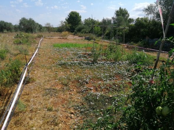 Finca/Country House for sale in Ginestar - € 20,000 (Ref: 6850704)