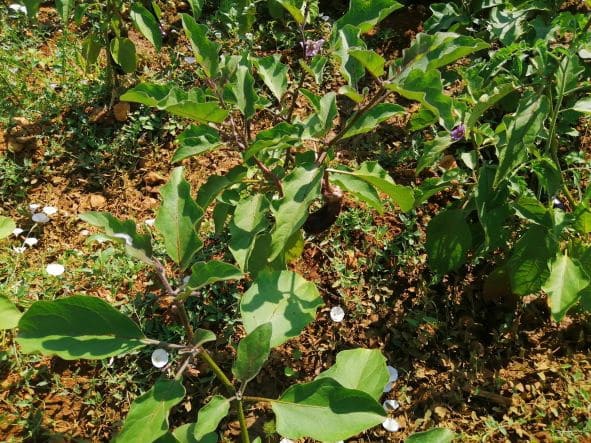 Finca/Herregård til salgs i Ginestar - € 20 000 (Ref: 6850704)