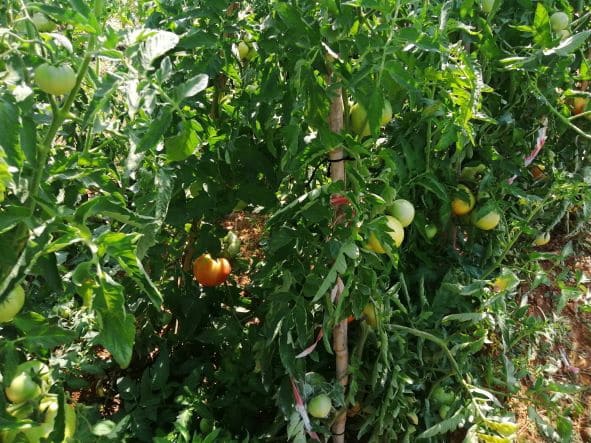 Finca/Herregård til salgs i Ginestar - € 20 000 (Ref: 6850704)