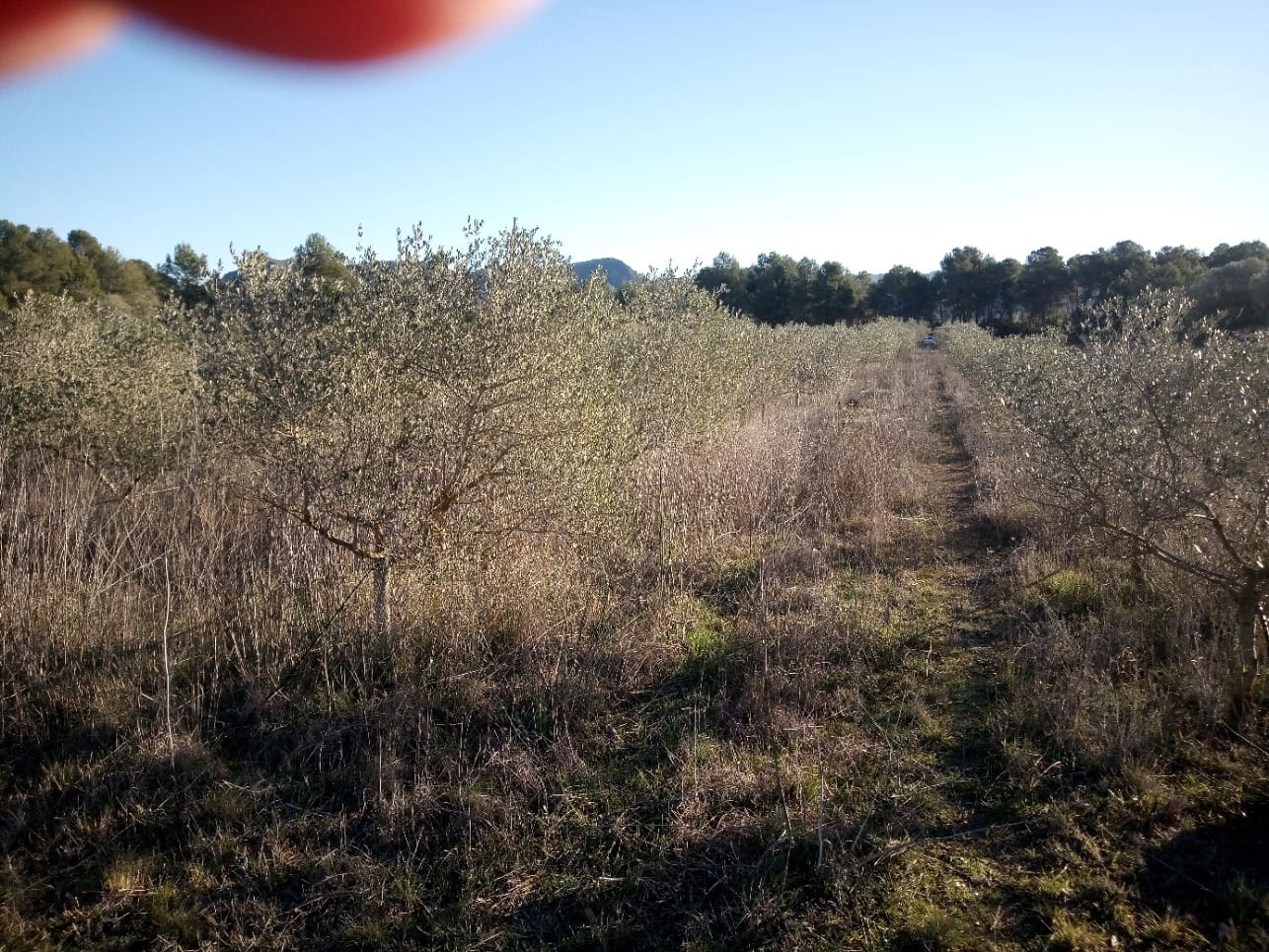 Finca/Herregård til salgs i Ginestar - € 9 000 (Ref: 7483262)