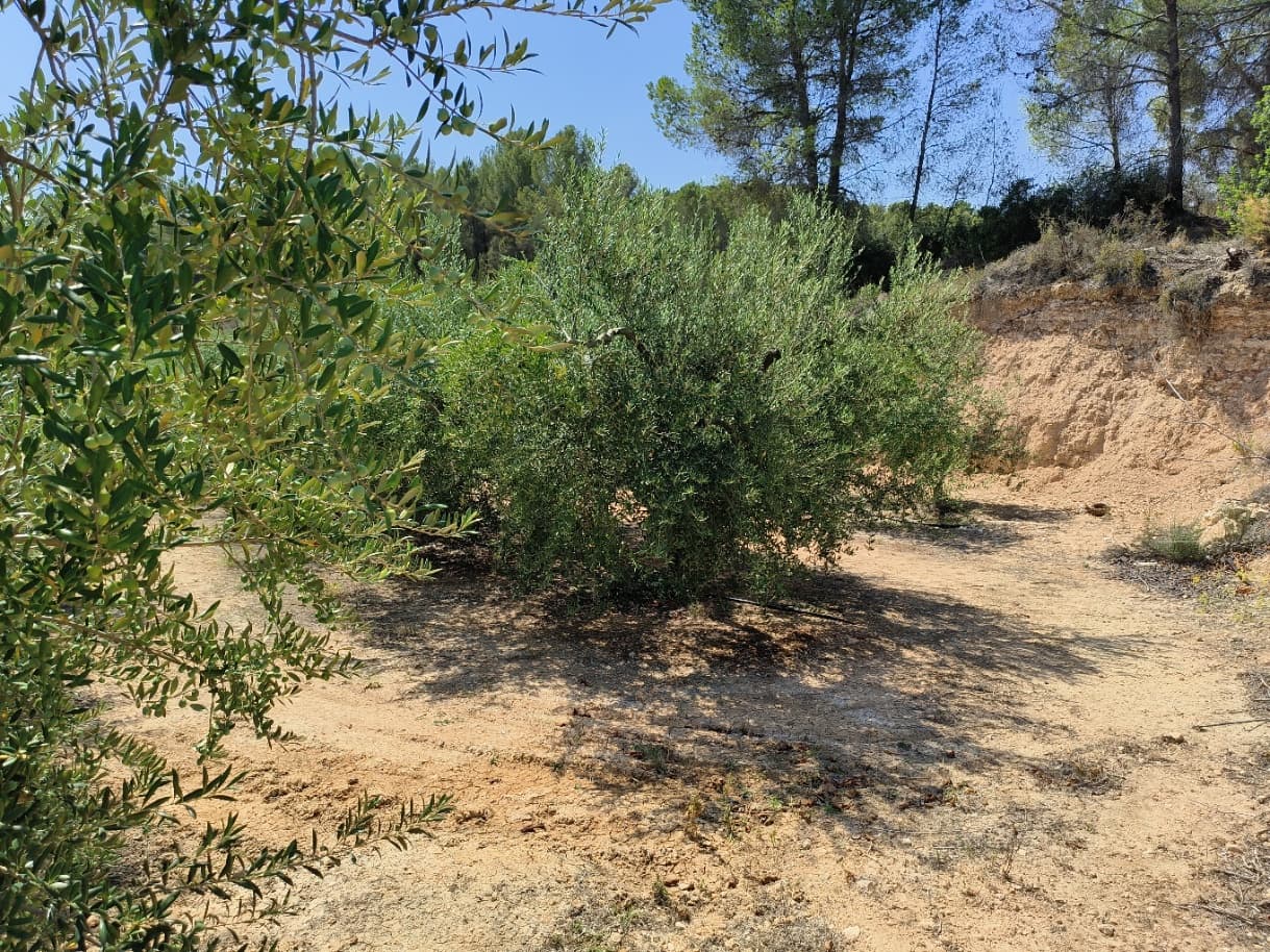 Finca/Landehus til salg i Benissanet - € 39.000 (Ref: 7760208)