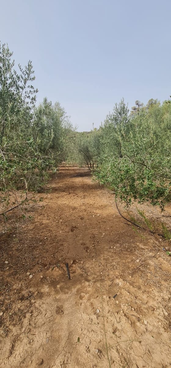 Finca/Landehus til salg i La Torre de l'Espanyol - € 27.500 (Ref: 7802772)