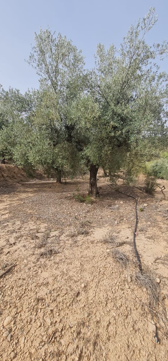 Finca/Landehus til salg i La Torre de l'Espanyol - € 27.500 (Ref: 7802772)