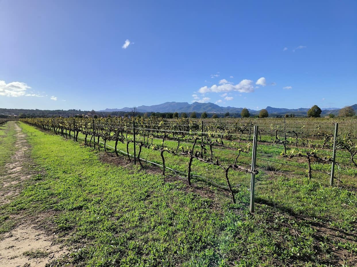 Finca/Country House for sale in Ginestar - € 15,500 (Ref: 7963355)