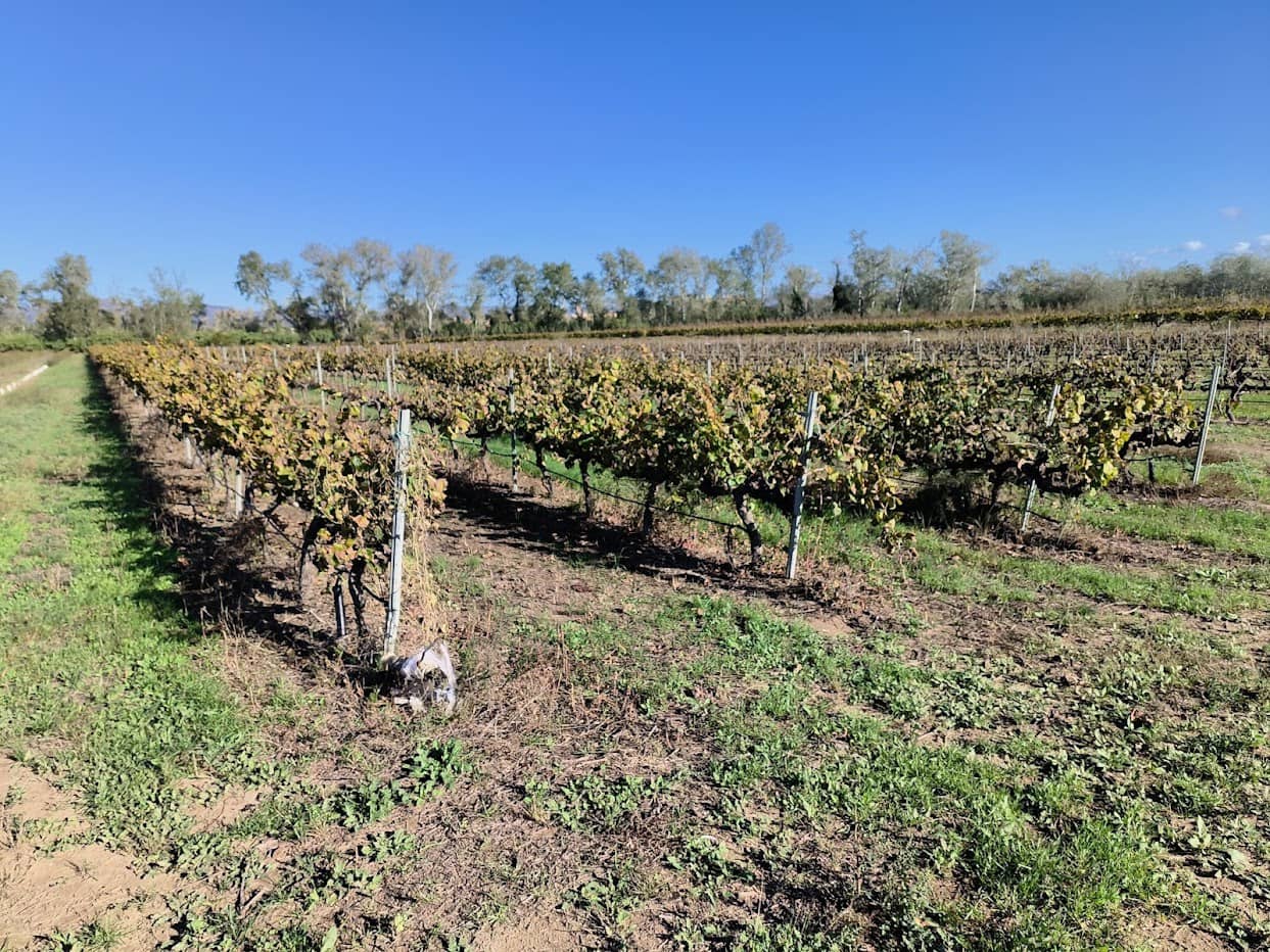 Finca/Country House for sale in Ginestar - € 15,500 (Ref: 7963355)