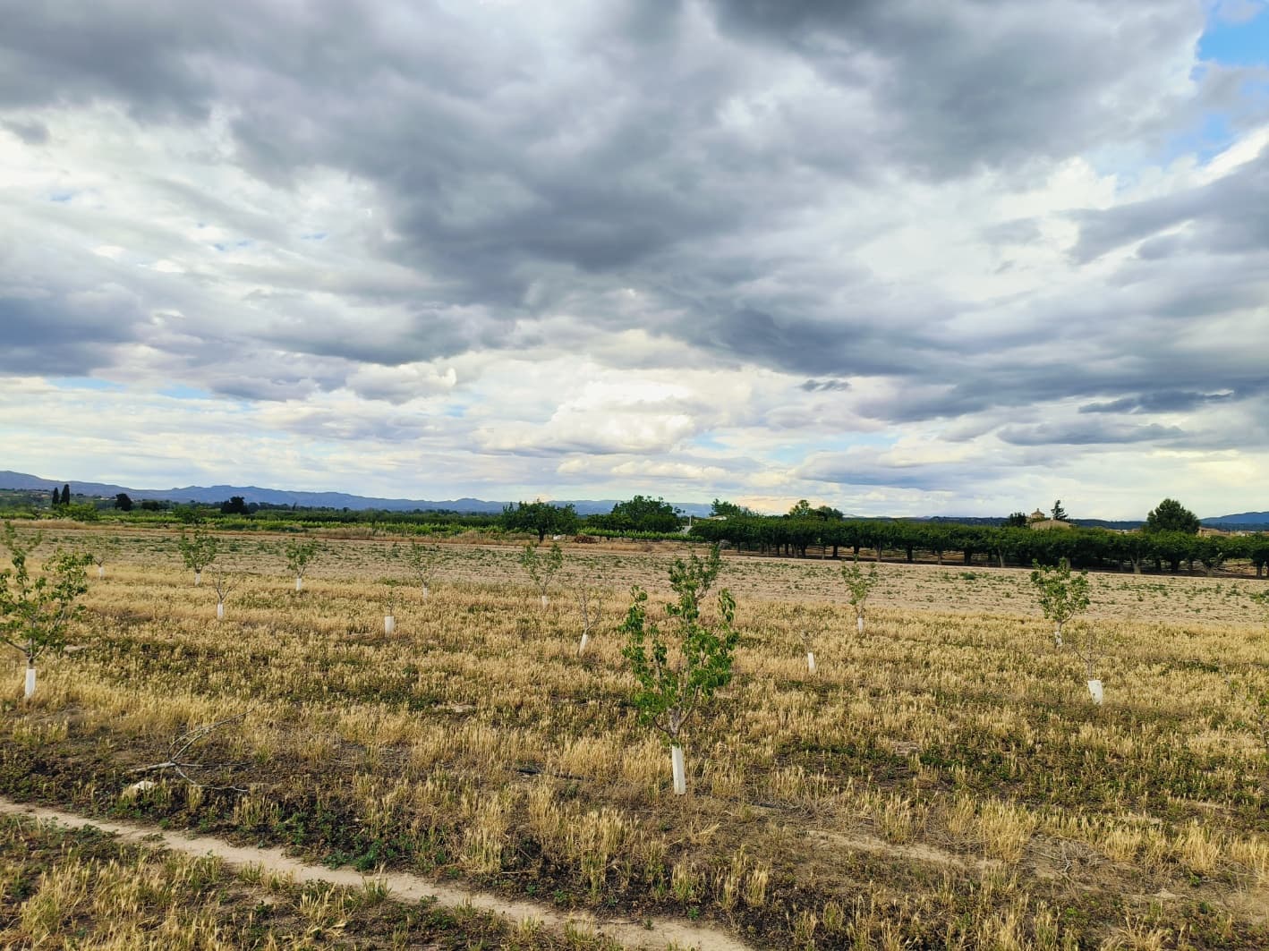 Finca/Landehus til salg i Ginestar - € 59.000 (Ref: 8308960)