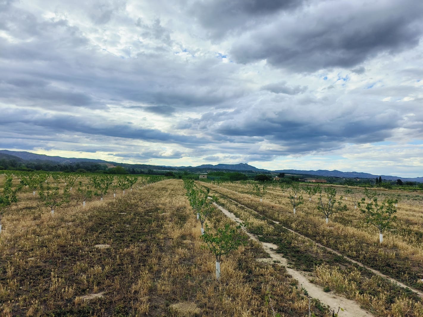 Finca/Landehus til salg i Ginestar - € 59.000 (Ref: 8308960)