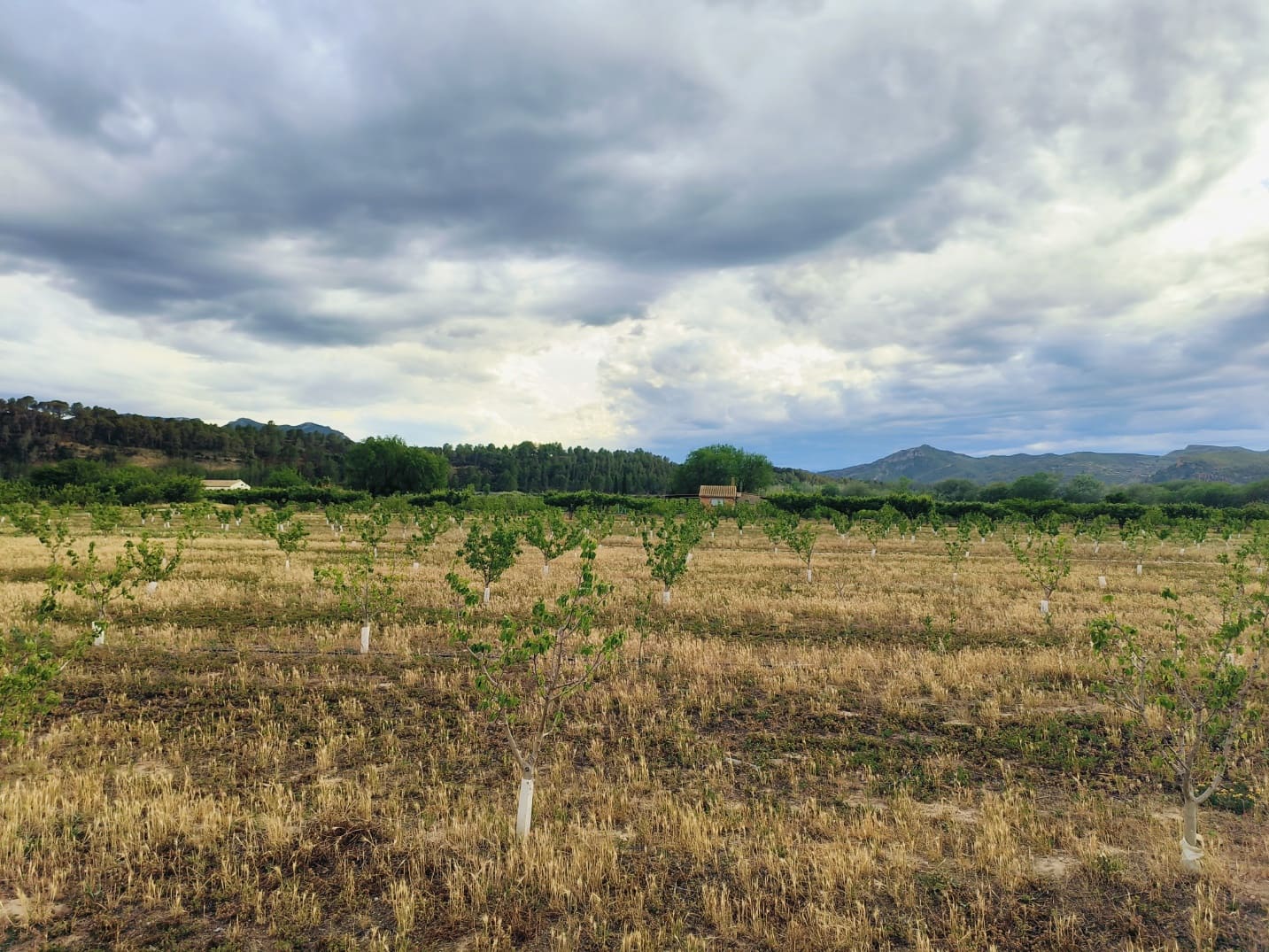 Finca/Landehus til salg i Ginestar - € 59.000 (Ref: 8308960)