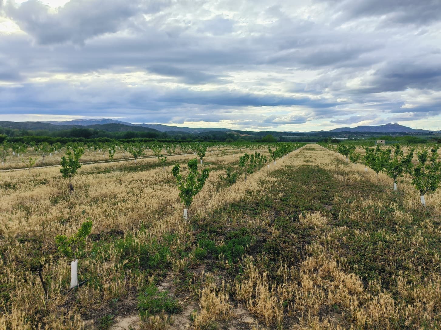 Finca/Landehus til salg i Ginestar - € 59.000 (Ref: 8308960)