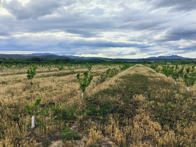 Finca/Country House for sale in Ginestar - € 59,000 (Ref: 8308960)