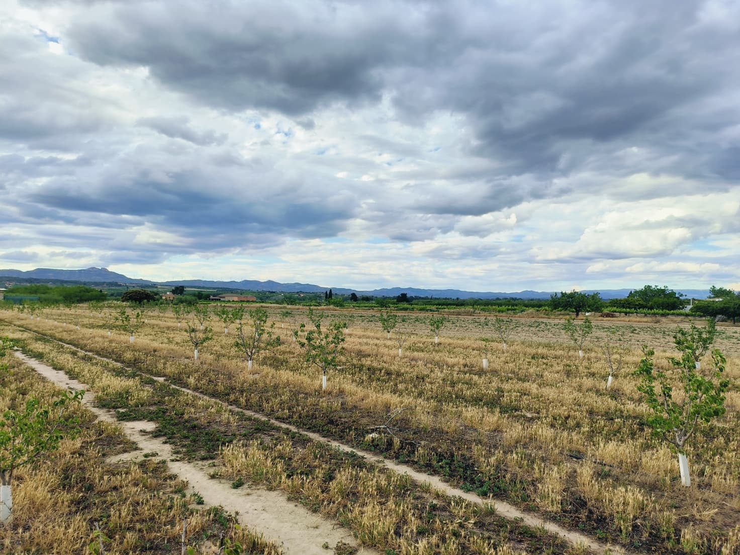 Finca/Landehus til salg i Ginestar - € 59.000 (Ref: 8308960)