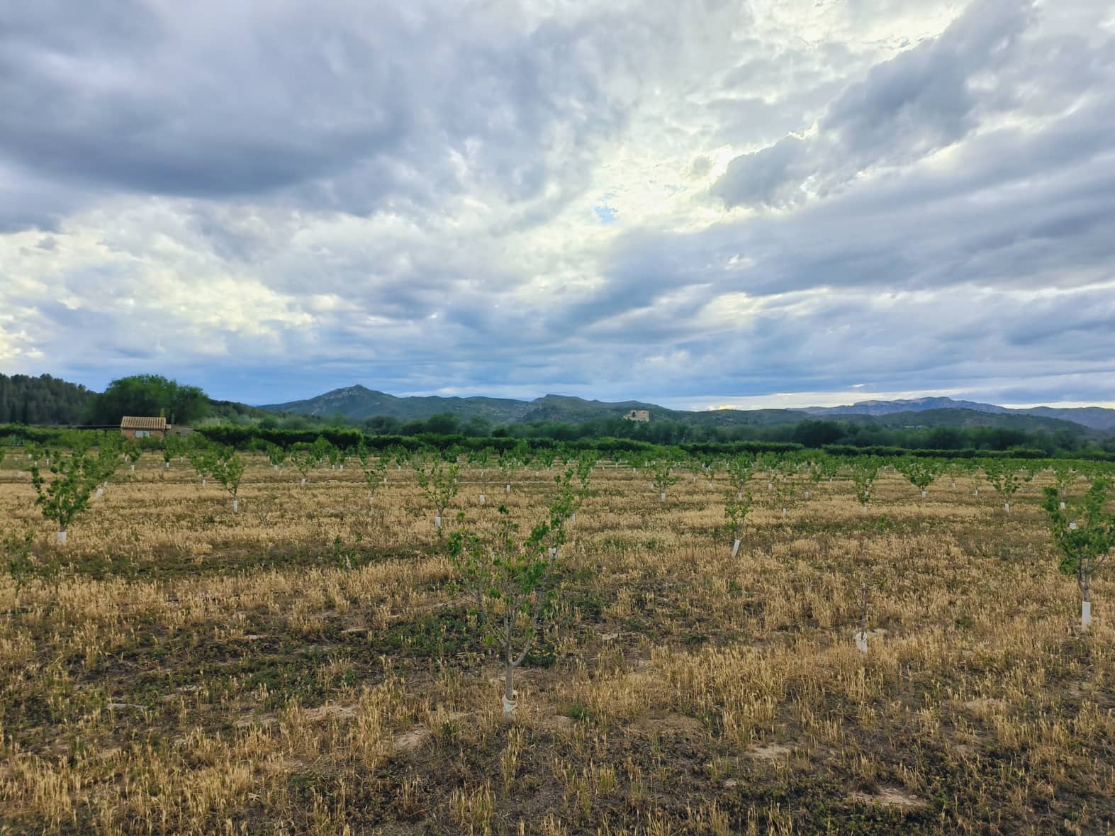 Finca/Landehus til salg i Ginestar - € 59.000 (Ref: 8308960)