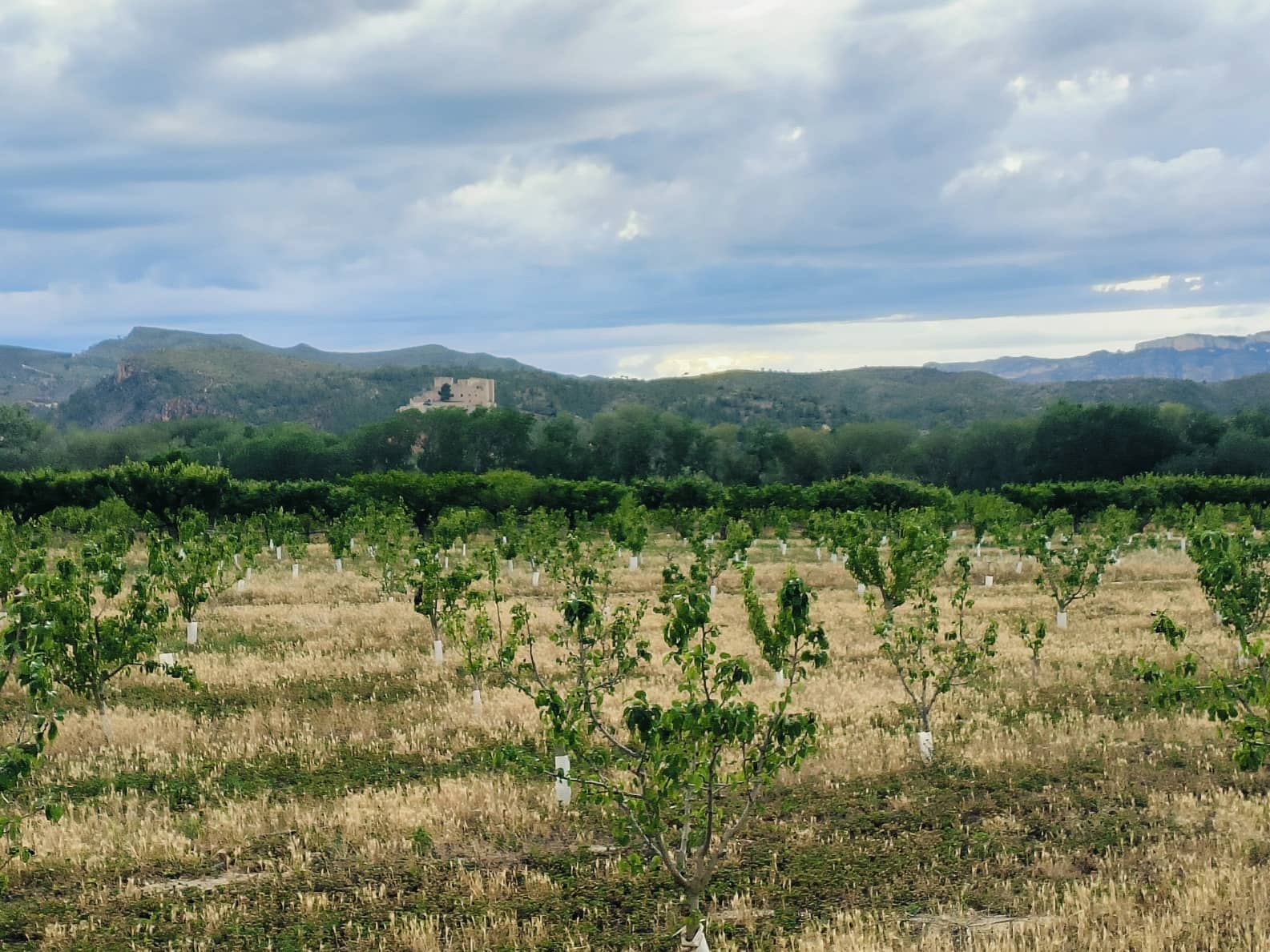 Finca/Landehus til salg i Ginestar - € 59.000 (Ref: 8308960)