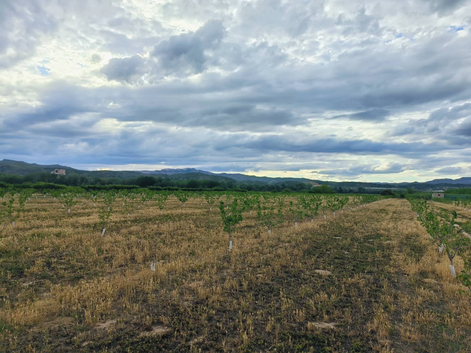 Finca/Landehus til salg i Ginestar - € 59.000 (Ref: 8308960)