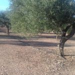 Finca/Maison de Campagne à vendre à Ginestar - 8 000 € (Ref: 8475350)