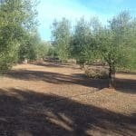 Finca/Maison de Campagne à vendre à Ginestar - 8 000 € (Ref: 8475350)