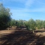 Finca/Maison de Campagne à vendre à Ginestar - 8 000 € (Ref: 8475350)