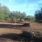 Finca/Herregård til salgs i Ginestar - € 8 000 (Ref: 8475350)