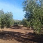 Finca/Herregård til salgs i Ginestar - € 8 000 (Ref: 8475350)