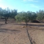 Finca/Maison de Campagne à vendre à Ginestar - 8 000 € (Ref: 8475350)