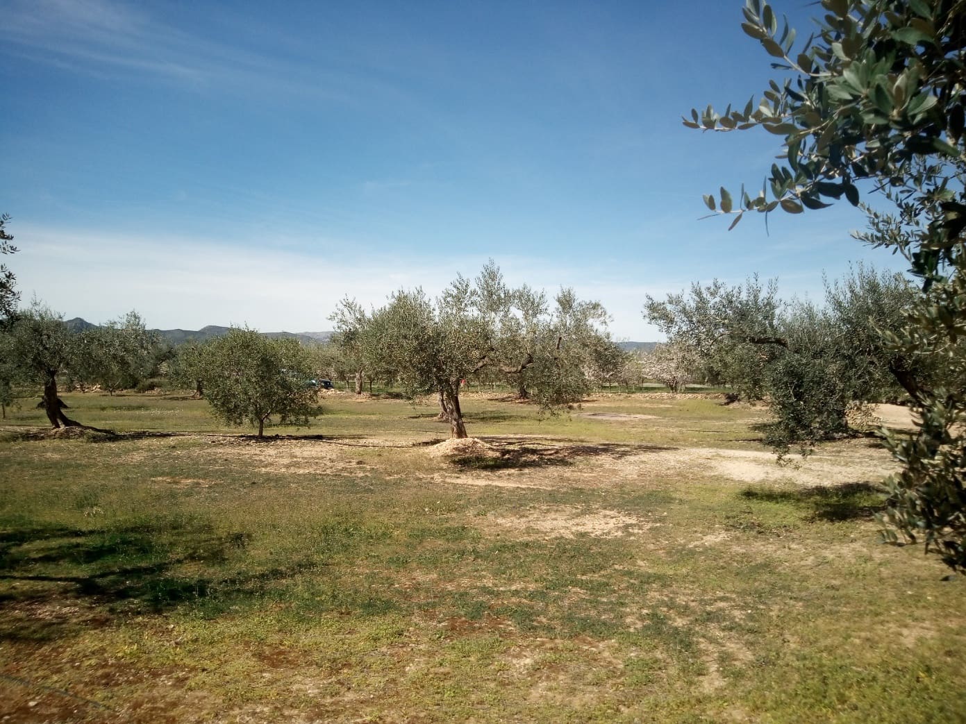 Finca/Maison de Campagne à vendre à Ginestar - 8 000 € (Ref: 8475350)