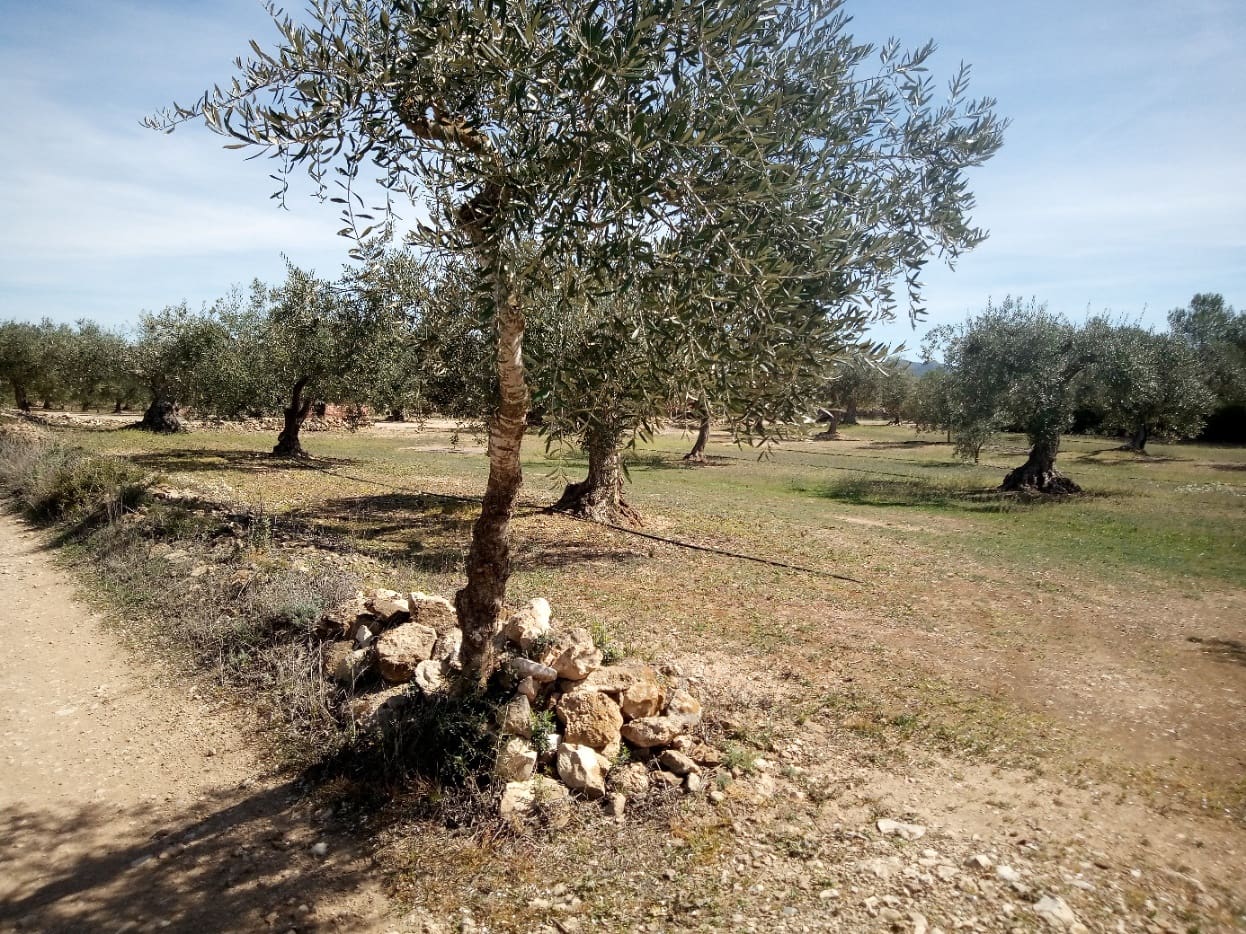 Finca/Maison de Campagne à vendre à Ginestar - 8 000 € (Ref: 8475350)