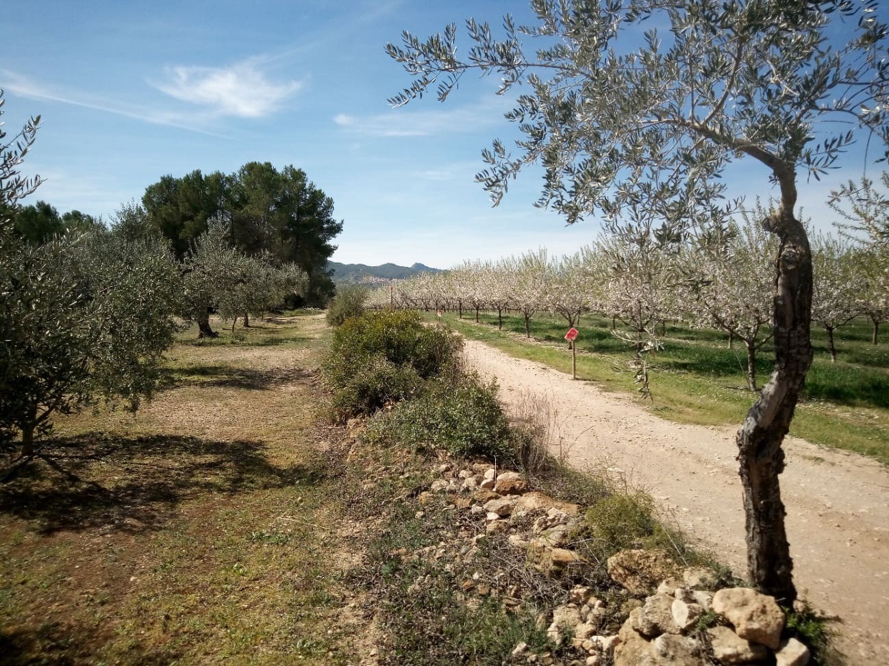 Finca/Maison de Campagne à vendre à Ginestar - 8 000 € (Ref: 8475350)
