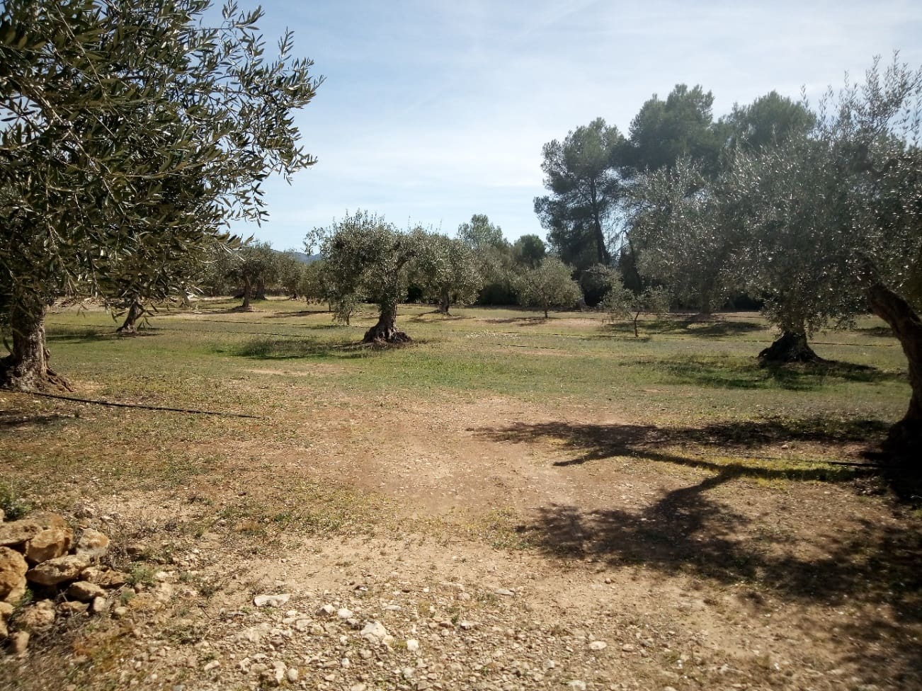 Finca/Maison de Campagne à vendre à Ginestar - 8 000 € (Ref: 8475350)