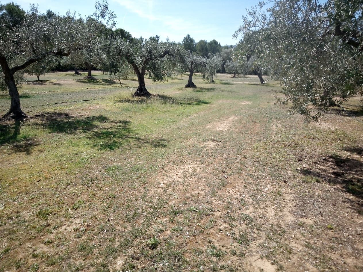 Finca/Maison de Campagne à vendre à Ginestar - 8 000 € (Ref: 8475350)