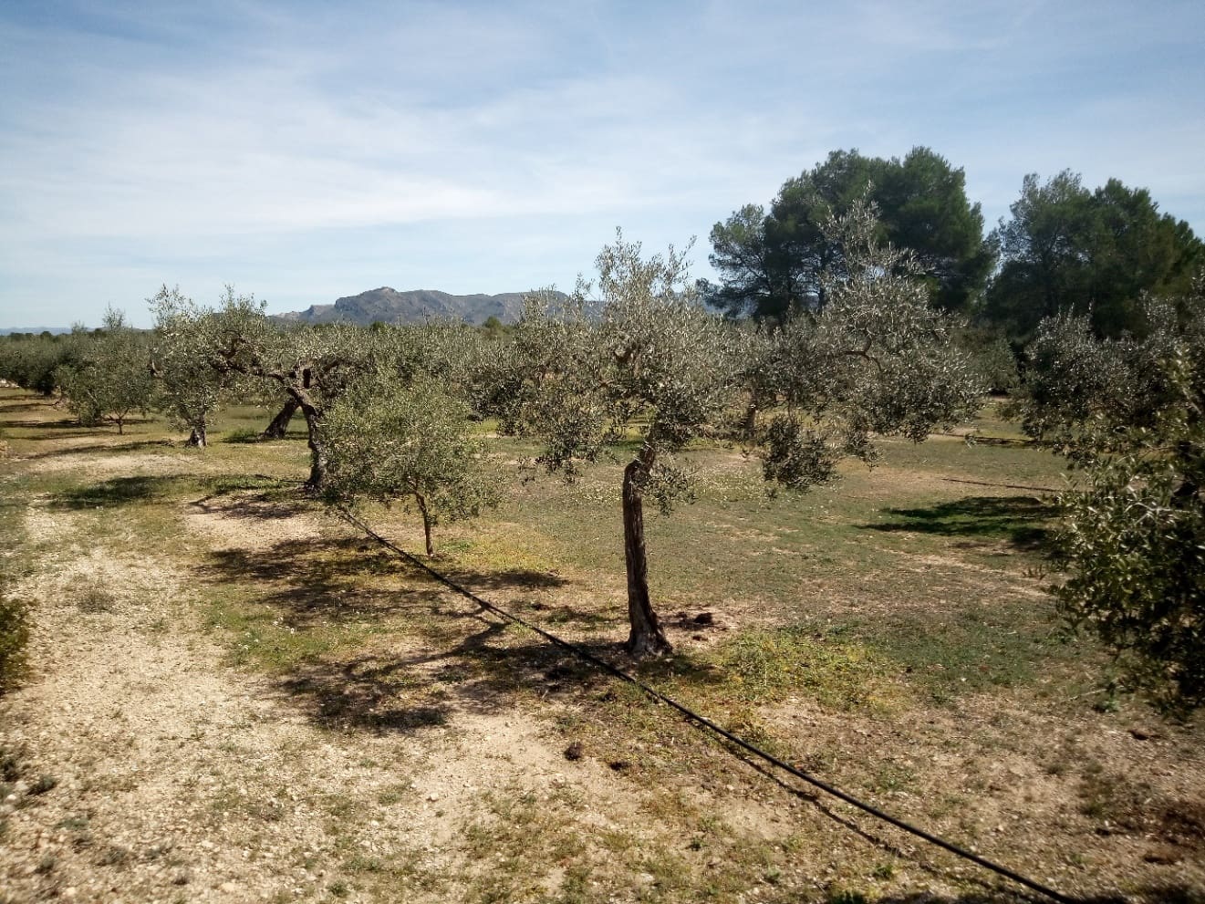 Finca/Maison de Campagne à vendre à Ginestar - 8 000 € (Ref: 8475350)