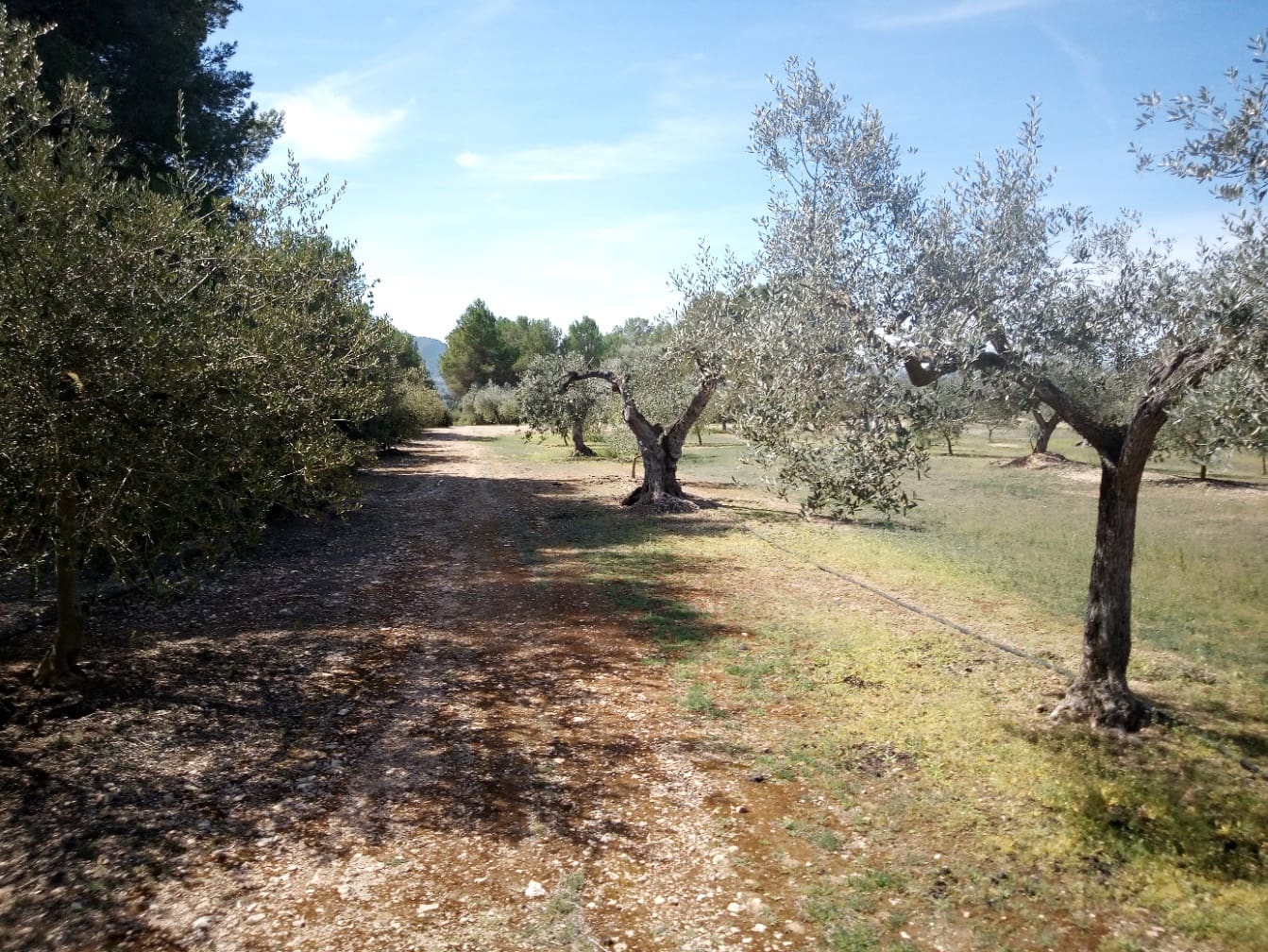 Finca/Maison de Campagne à vendre à Ginestar - 8 000 € (Ref: 8475350)