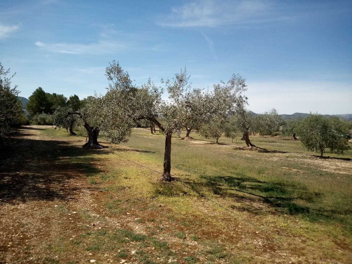 Finca/Maison de Campagne à vendre à Ginestar - 8 000 € (Ref: 8475350)