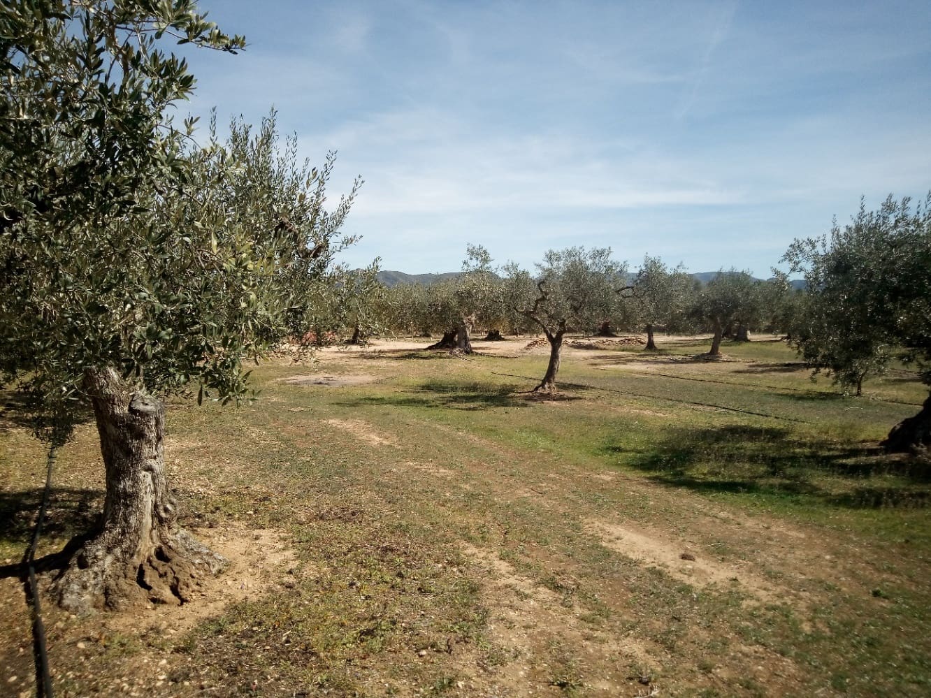 Finca/Maison de Campagne à vendre à Ginestar - 8 000 € (Ref: 8475350)