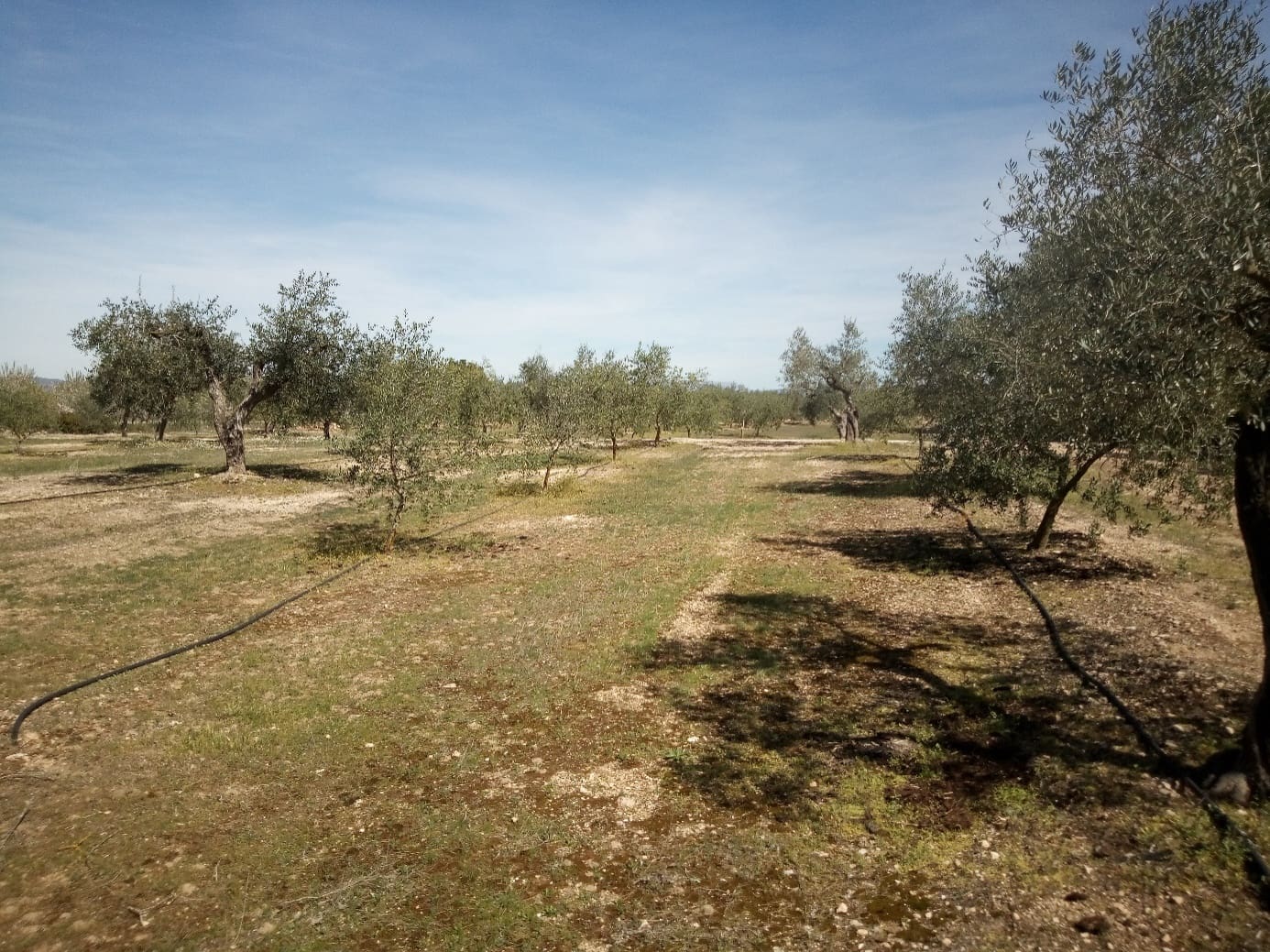 Finca/Maison de Campagne à vendre à Ginestar - 8 000 € (Ref: 8475350)