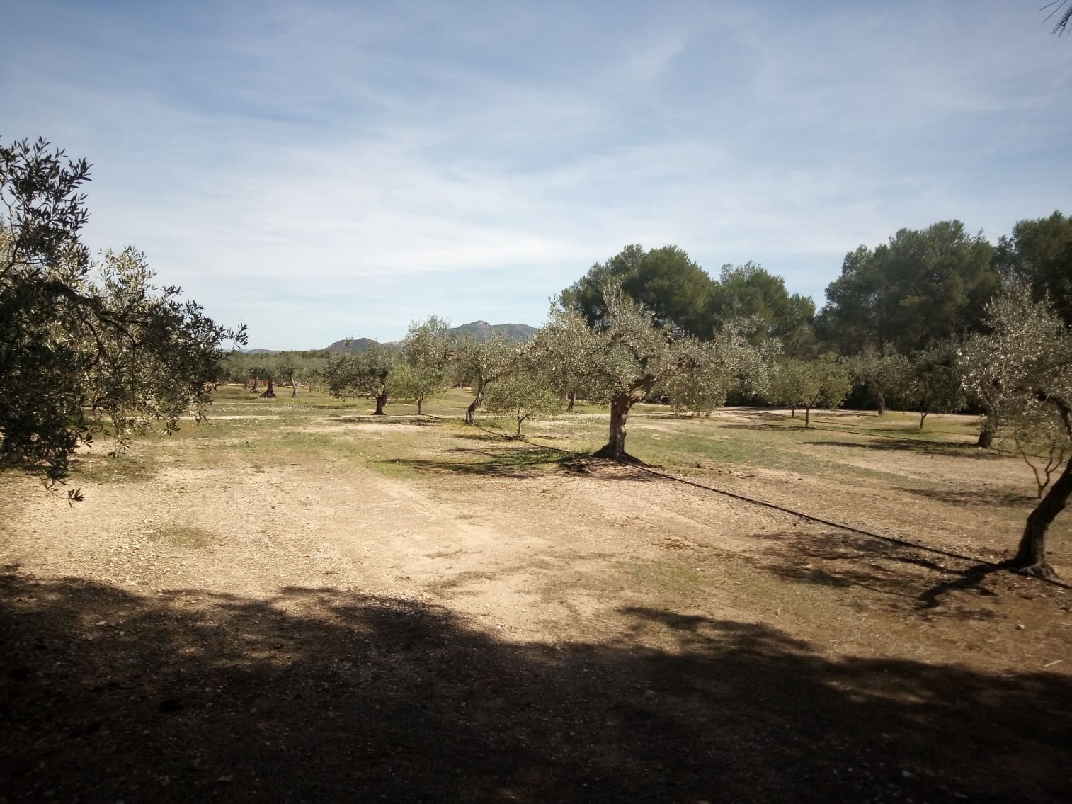 Finca/Maison de Campagne à vendre à Ginestar - 8 000 € (Ref: 8475350)